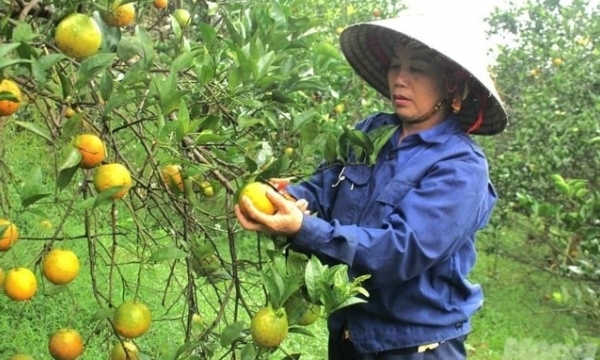 Restoring the Cao Phong orange barn: Shifting towards organic farming